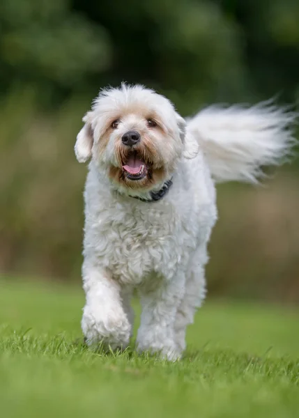 幸せなアクティブな犬 — ストック写真