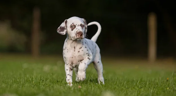 Cachorro cão dalmatian — Fotografia de Stock