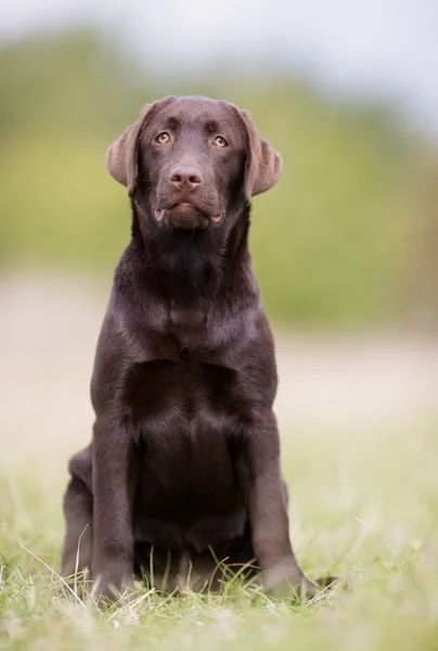 Perro Labrador Retriever marrón — Foto de Stock