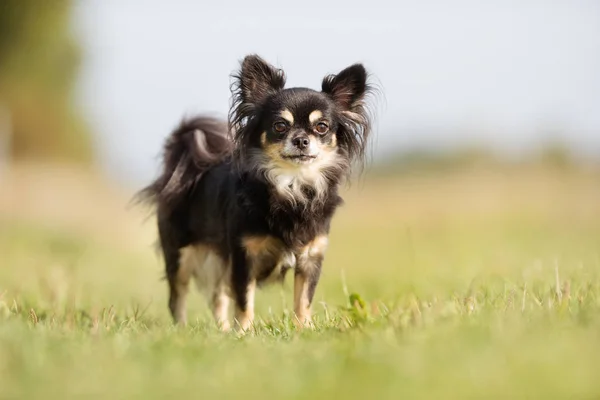 Bonito cão ao ar livre — Fotografia de Stock