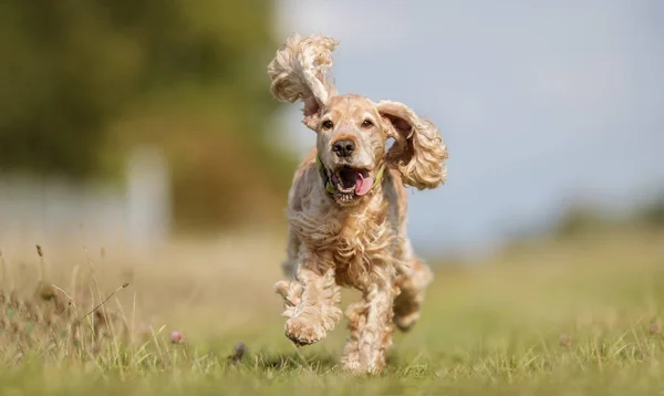 Cockerspanielikoira — kuvapankkivalokuva