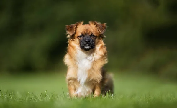 Köpek güneşli doğada — Stok fotoğraf