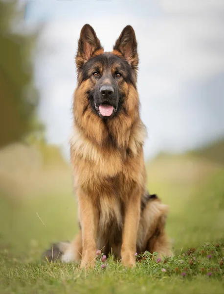 Alman çoban köpeği. — Stok fotoğraf