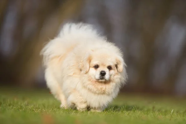 小さな白い犬 — ストック写真