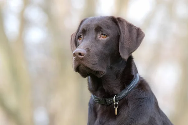 Pies labrador retriever — Zdjęcie stockowe