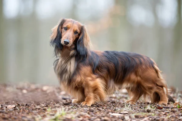 Cambiable jalea Corresponsal Perro dachshund pelo largo fotos de stock, imágenes de Perro dachshund pelo  largo sin royalties | Depositphotos