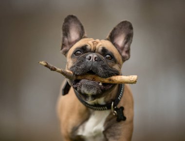 Oldukça safkan köpek