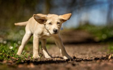 Genç labrador retriever köpek yavrusu