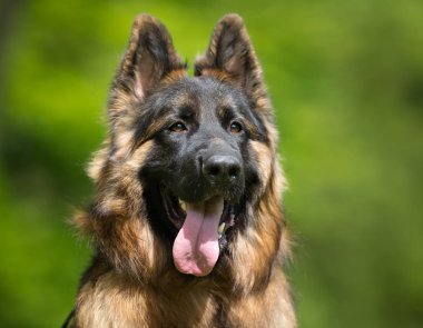 Alman çoban köpeği.