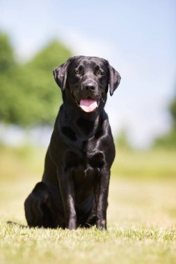 Labrador retriever köpek