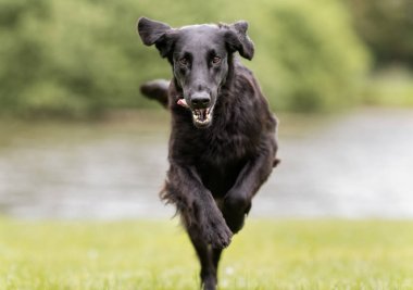 Düz kaplama av köpeği.