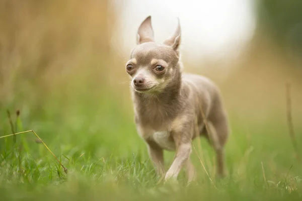 Chihuahua kutya szabadban — Stock Fotó