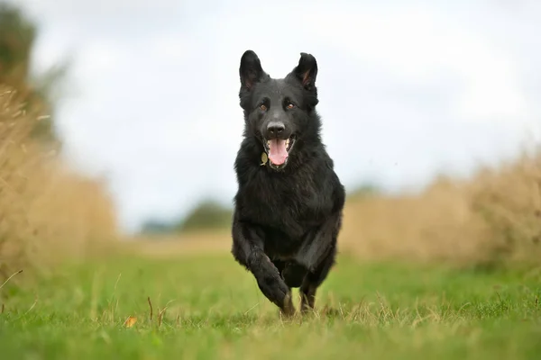 Schwarzer Schäferhund — Stockfoto