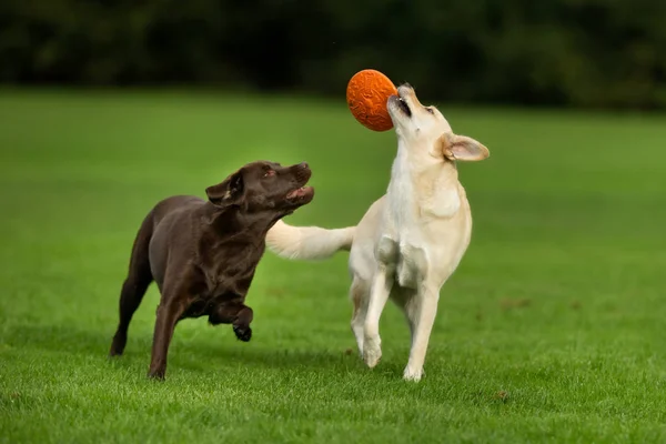 Labrador retriever chiens — Photo