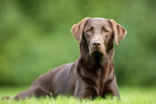 Labradorský retrívr pes — Stock fotografie