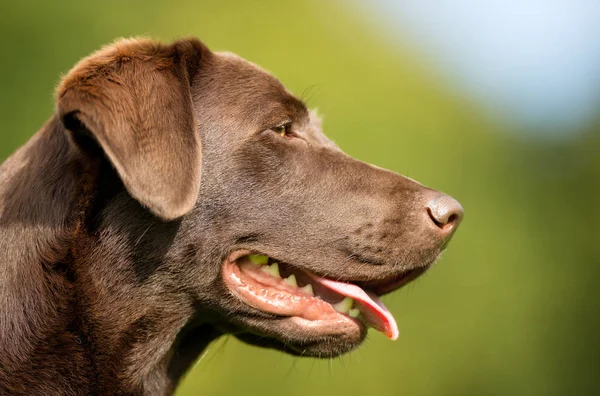 Labrador Retriever Hund — Stockfoto