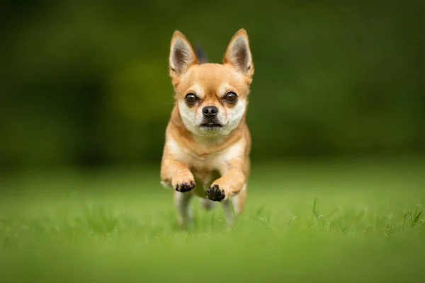 Sekarotuinen koira — kuvapankkivalokuva