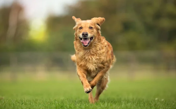 Golden retriever hund - Stock-foto