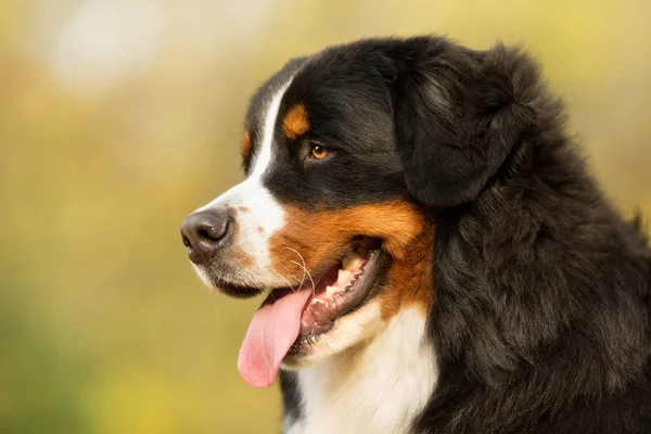 Close-up de Berner Sennenhund Dog — Fotografia de Stock
