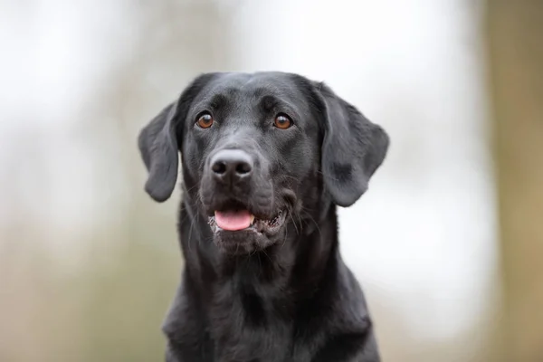 Bastante pura raza perro — Foto de Stock