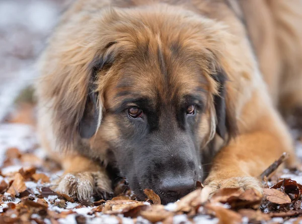 Piuttosto cane di razza pura — Foto Stock