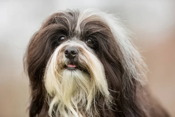 Dwuchromian młody pies — Zdjęcie stockowe