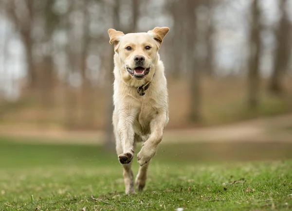 Labrador Retriever câine — Fotografie, imagine de stoc