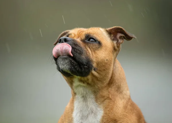 Piuttosto cane di razza pura — Foto Stock