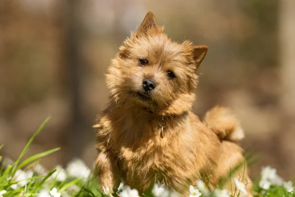 Terrier cane durante la primavera — Foto Stock