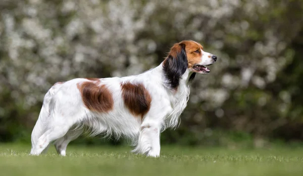 Cão no jardim — Fotografia de Stock