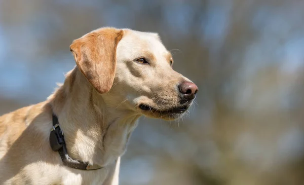 Labrador cane da recupero — Foto Stock