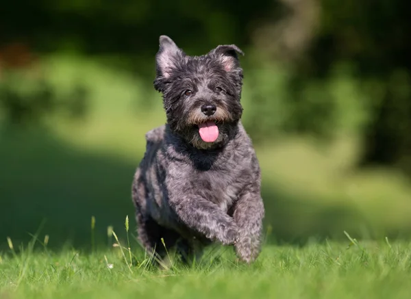 Cairn Terrier koira — kuvapankkivalokuva