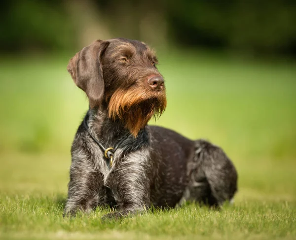 Cane all'aperto in natura — Foto Stock