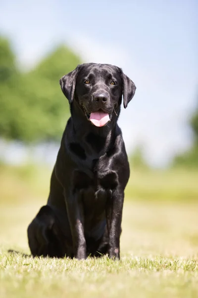 Labrador cane da recupero — Foto Stock