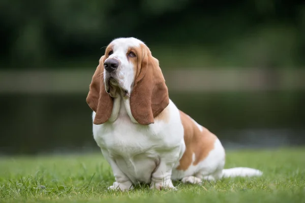 Piuttosto cane di razza pura — Foto Stock