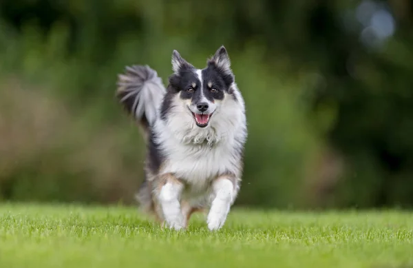 Ziemlich reinrassiger Hund — Stockfoto