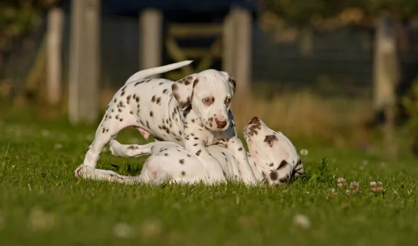 Dos cachorros dálmatas jugando juntos —  Fotos de Stock