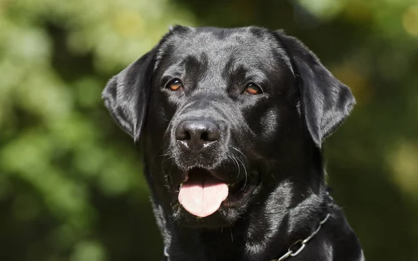 Μαύρος Λαμπραντόρ σκύλος — Φωτογραφία Αρχείου