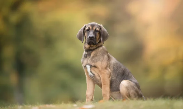 Bonito cão de raça pura — Fotografia de Stock