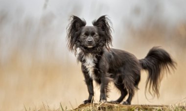 Güzel safkan köpek