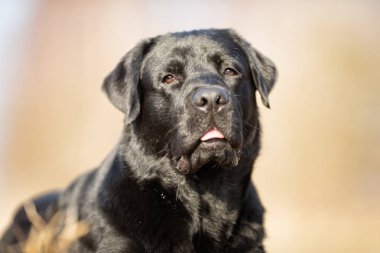 Siyah Labrador Retriever