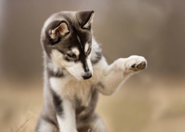 Sibirya husky köpek yavrusu