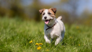 Jack Russell Terrier Köpeği