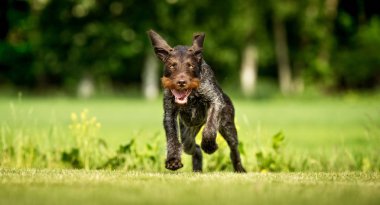 Köpek açık havada doğa içinde
