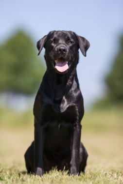 Labrador retriever köpek