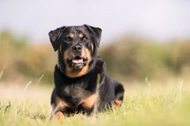 Güzel safkan köpek