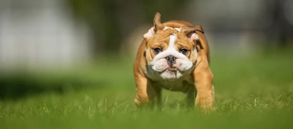 Brown And White Mops Dog — Stock Photo, Image