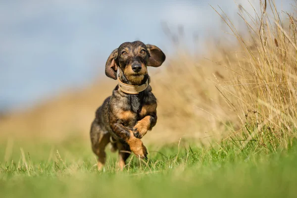 Dachshund en la hierba — Foto de Stock