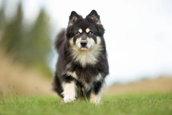 Suomalainen lapphund-koira — kuvapankkivalokuva
