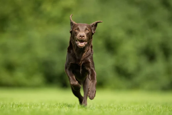 Anjing labrador retriever — Stok Foto